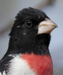 Rose breasted Grosbeak port 2188